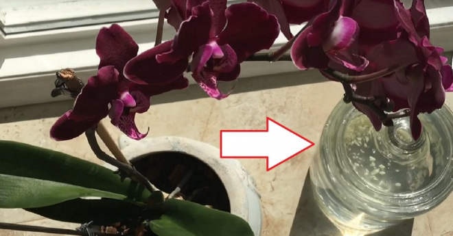 A fokhagyma valódi kincs az orchidea számára! Egy hónap alatt kivirágzott az orchideám!